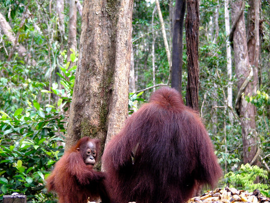 What's the harm in palm oil?