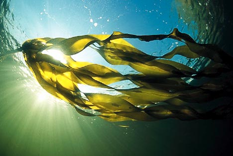 You should eat more seaweed! Here's why....