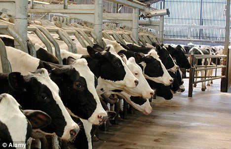 Why we treat animals differently: An Explanation of Human Exceptionalism