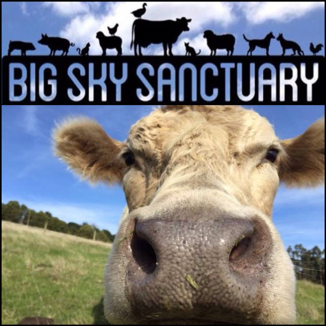 Let's help Big Sky Sanctuary!