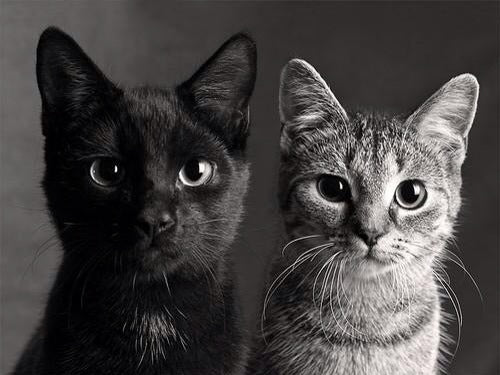 Why do people discriminate against dark pets?