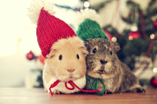 A Vegan Holiday Feast…