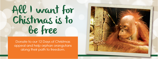 Make a Real Difference this Christmas- Adopt an Orangutan